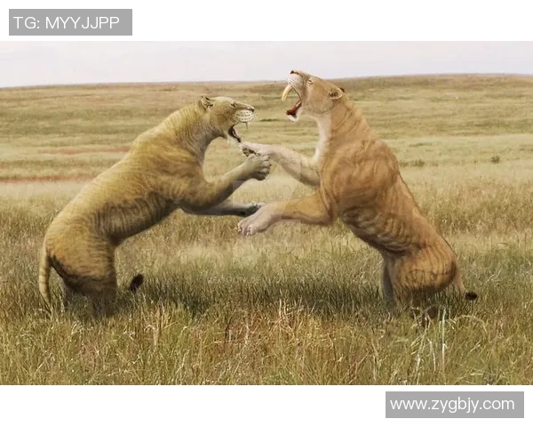 圣何塞与波特兰激战正酣谁将赢得这场关键对决